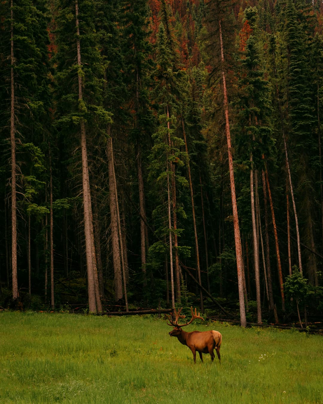 Nature & Wildlife